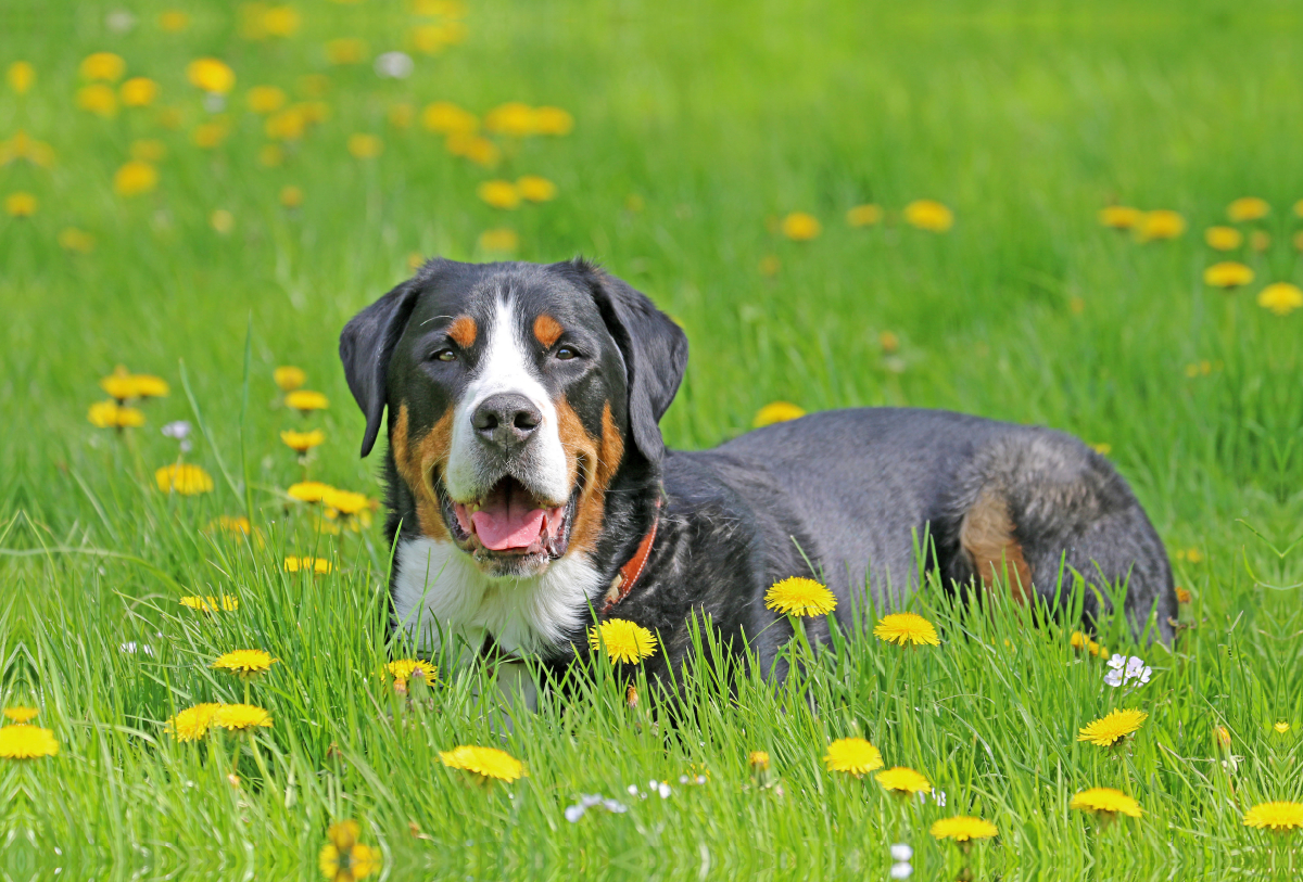 Großer Schweizer Sennenhund