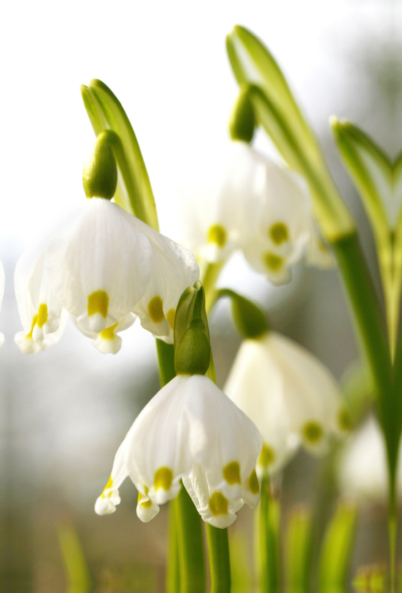 Märzenbecher oder Frühlingsknotenblume