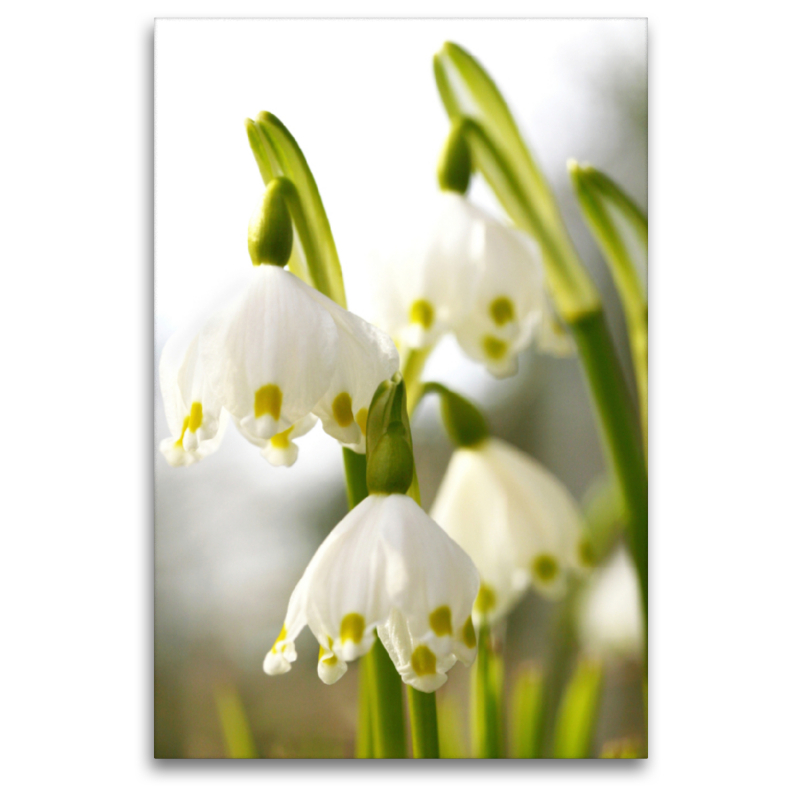 Märzenbecher oder Frühlingsknotenblume