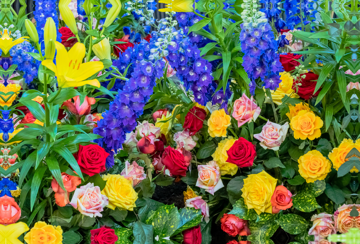 Strauß mit gelben, roten und weiß rosa farbenen Rosen mit blauem Rittersporn und gelben Lilien