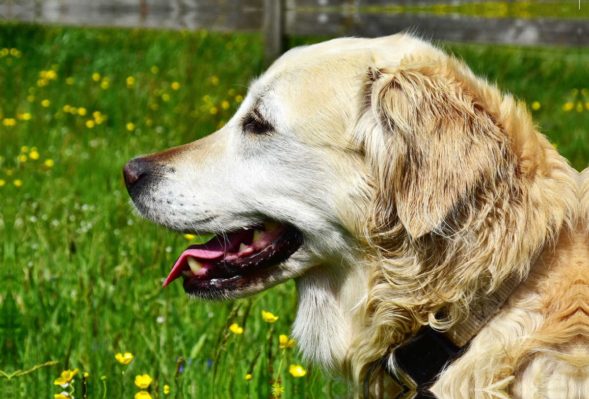 Ursprünglich war der Golden Retriever im Einsatz als Apportierhund, Stöberhund und Wasserhund.