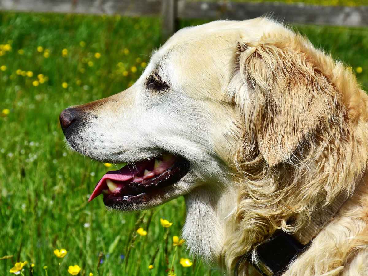 Ursprünglich war der Golden Retriever im Einsatz als Apportierhund, Stöberhund und Wasserhund.