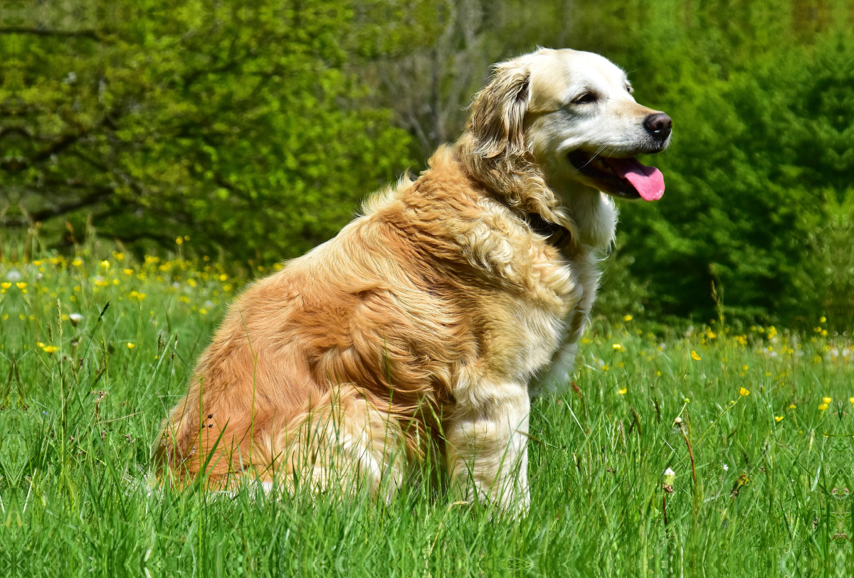 Der Golden Retriever ist eine britische Hunderasse (FCI-Gruppe 8, Sektion 1, Standard Nr. 111).