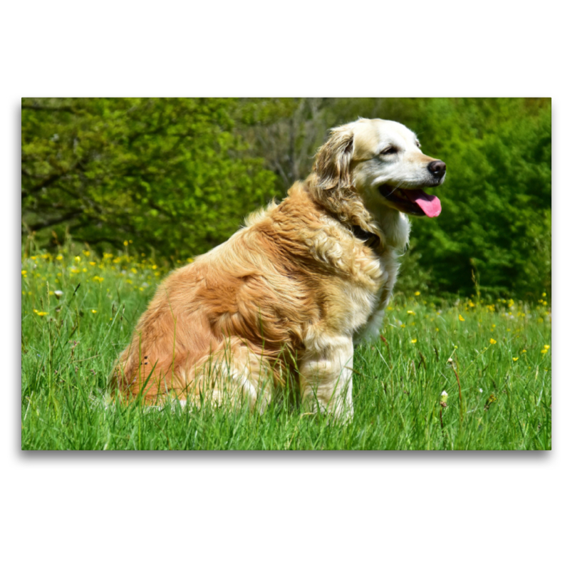 Der Golden Retriever ist eine britische Hunderasse (FCI-Gruppe 8, Sektion 1, Standard Nr. 111).