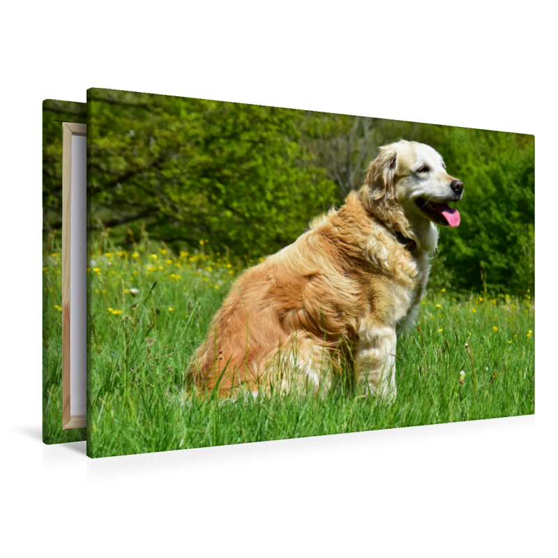 Der Golden Retriever ist eine britische Hunderasse (FCI-Gruppe 8, Sektion 1, Standard Nr. 111).