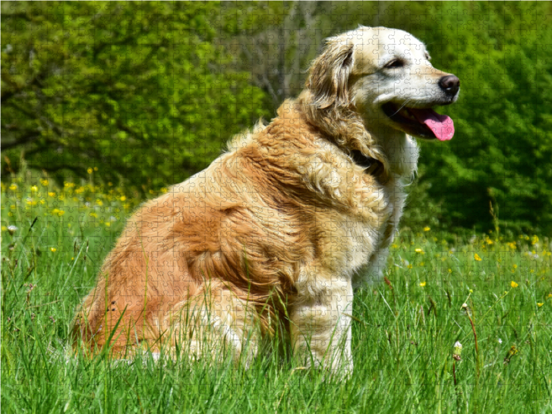 Der Golden Retriever ist eine britische Hunderasse (FCI-Gruppe 8, Sektion 1, Standard Nr. 111).