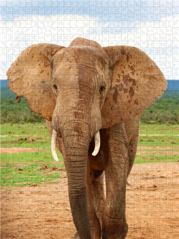 Elefant