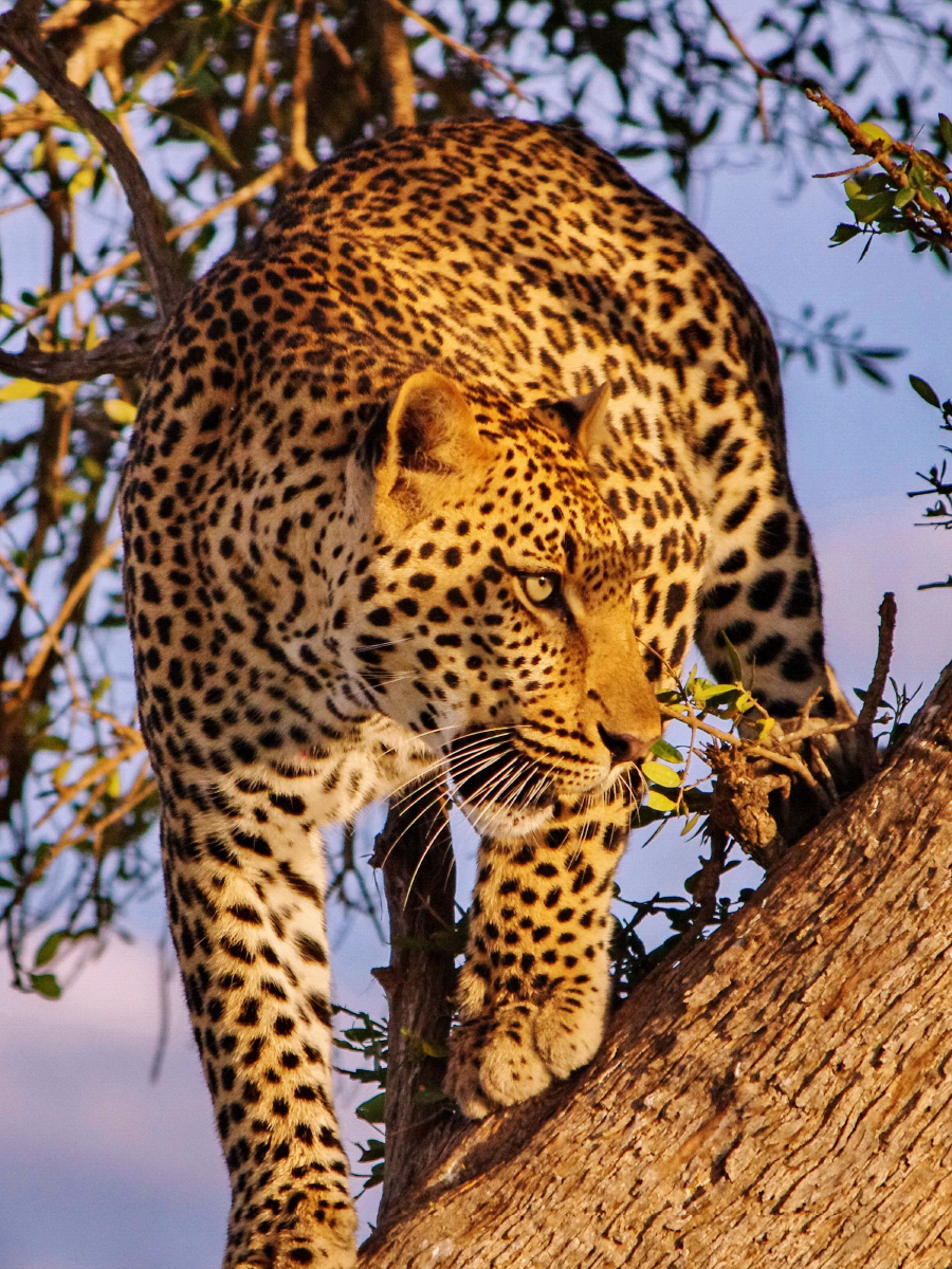 Leopard