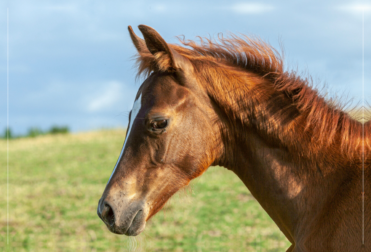 Pferd unter freiem Himmel