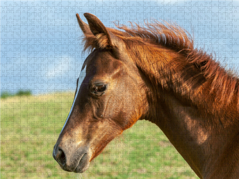 Pferd unter freiem Himmel