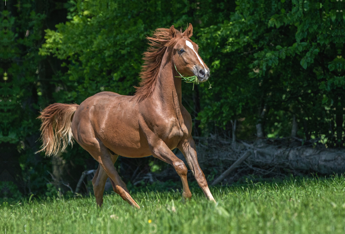 Galopp unter freiem Himmel