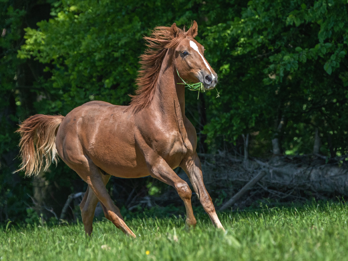 Galopp unter freiem Himmel