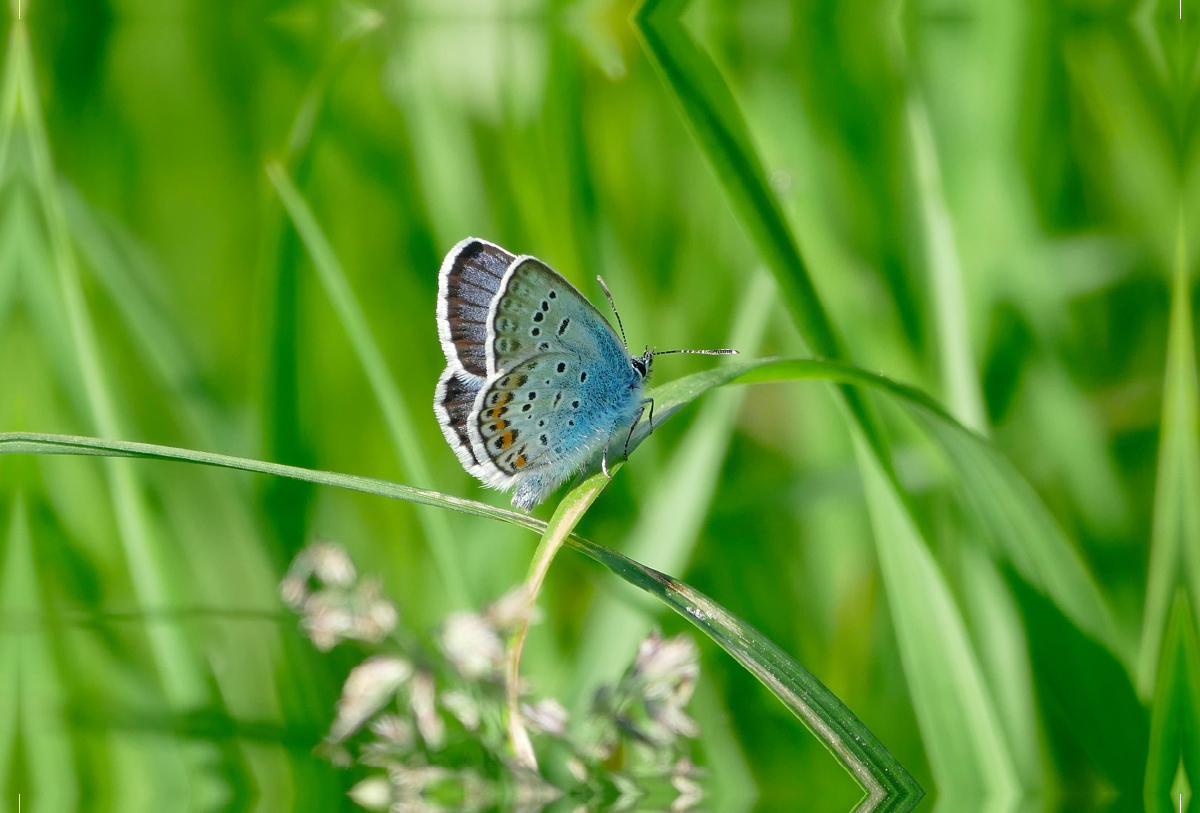 Ein Motiv aus dem Kalender Fauna trifft Flora - Tierischer Besuch im Pflanzenreich