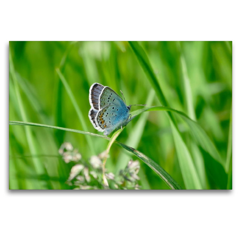 Ein Motiv aus dem Kalender Fauna trifft Flora - Tierischer Besuch im Pflanzenreich