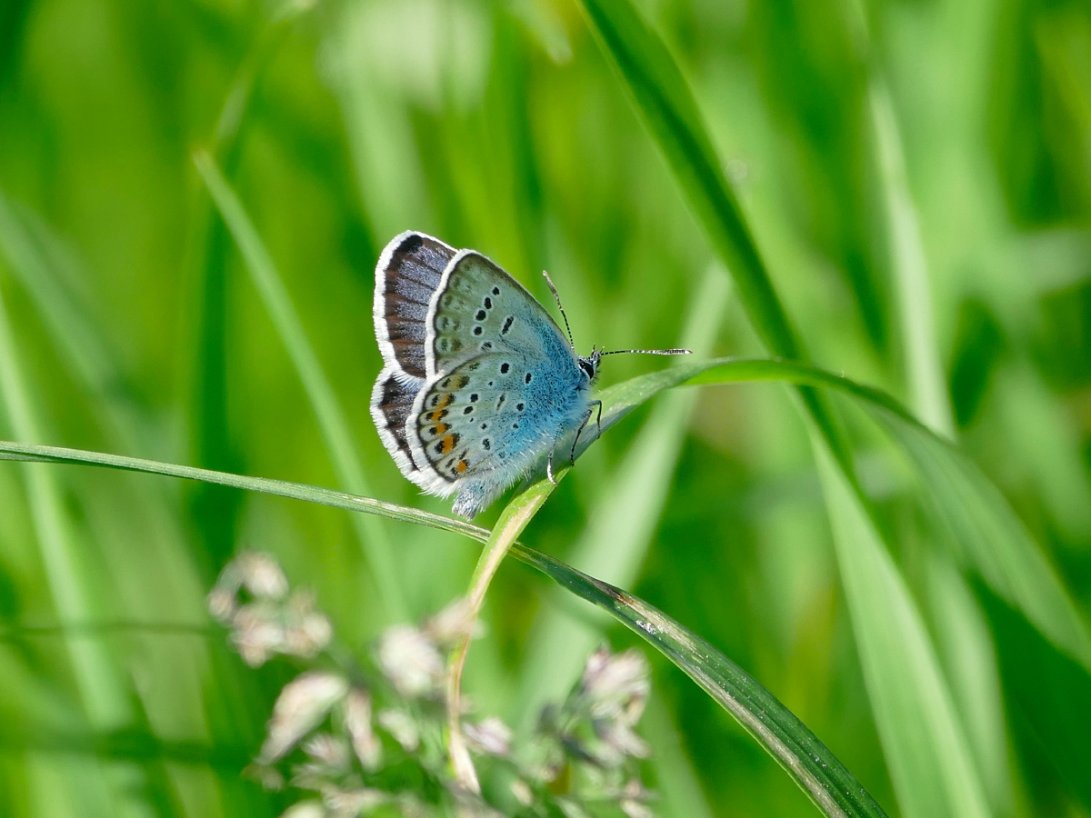 Ein Motiv aus dem Kalender Fauna trifft Flora - Tierischer Besuch im Pflanzenreich