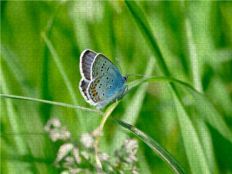 Ein Motiv aus dem Kalender Fauna trifft Flora - Tierischer Besuch im Pflanzenreich