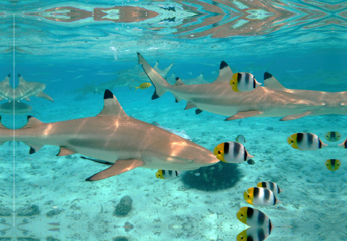 Hai in Bora Bora Lagune