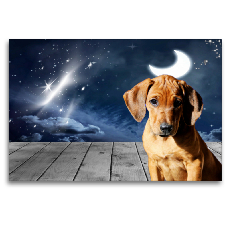 Rhodesian Ridgeback Mond und Sterne