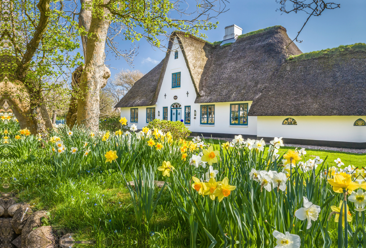 Historisches Reetdachhaus mit Osterglocken auf Sylt