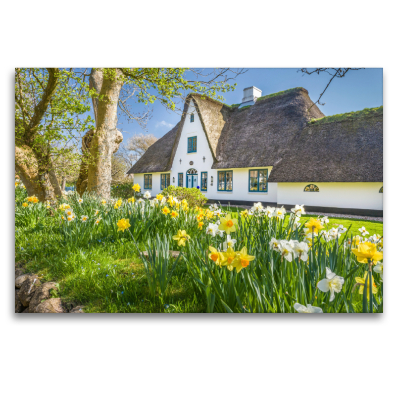 Historisches Reetdachhaus mit Osterglocken auf Sylt