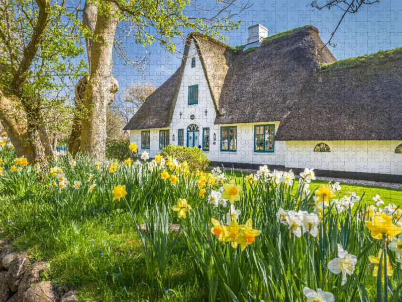 Historisches Reetdachhaus mit Osterglocken auf Sylt