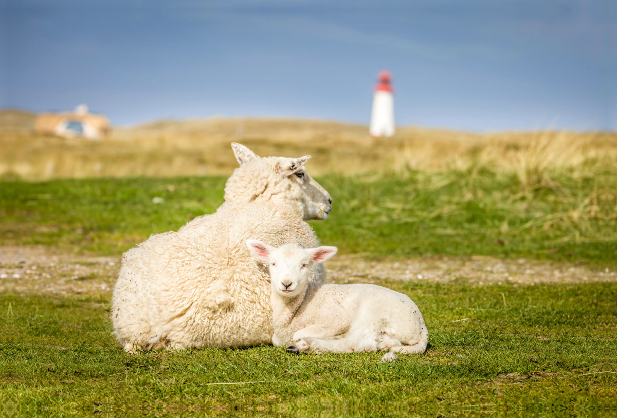 Schafe im Naturschutzgebiet Ellenbogen auf Sylt