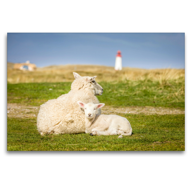 Schafe im Naturschutzgebiet Ellenbogen auf Sylt