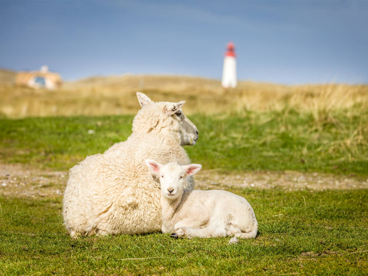 Schafe im Naturschutzgebiet Ellenbogen auf Sylt