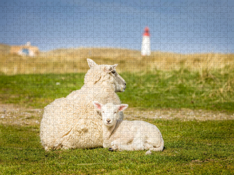 Schafe im Naturschutzgebiet Ellenbogen auf Sylt