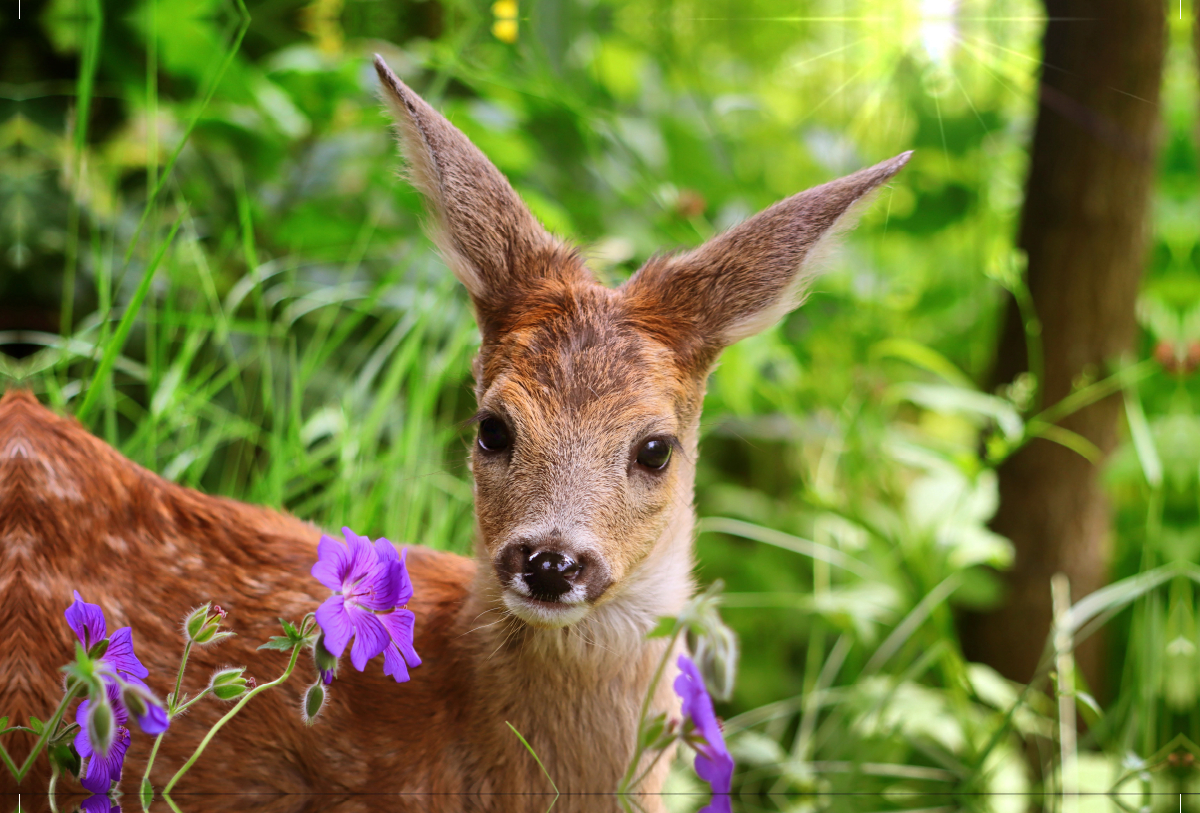 Rehkitz mit lila Blüten