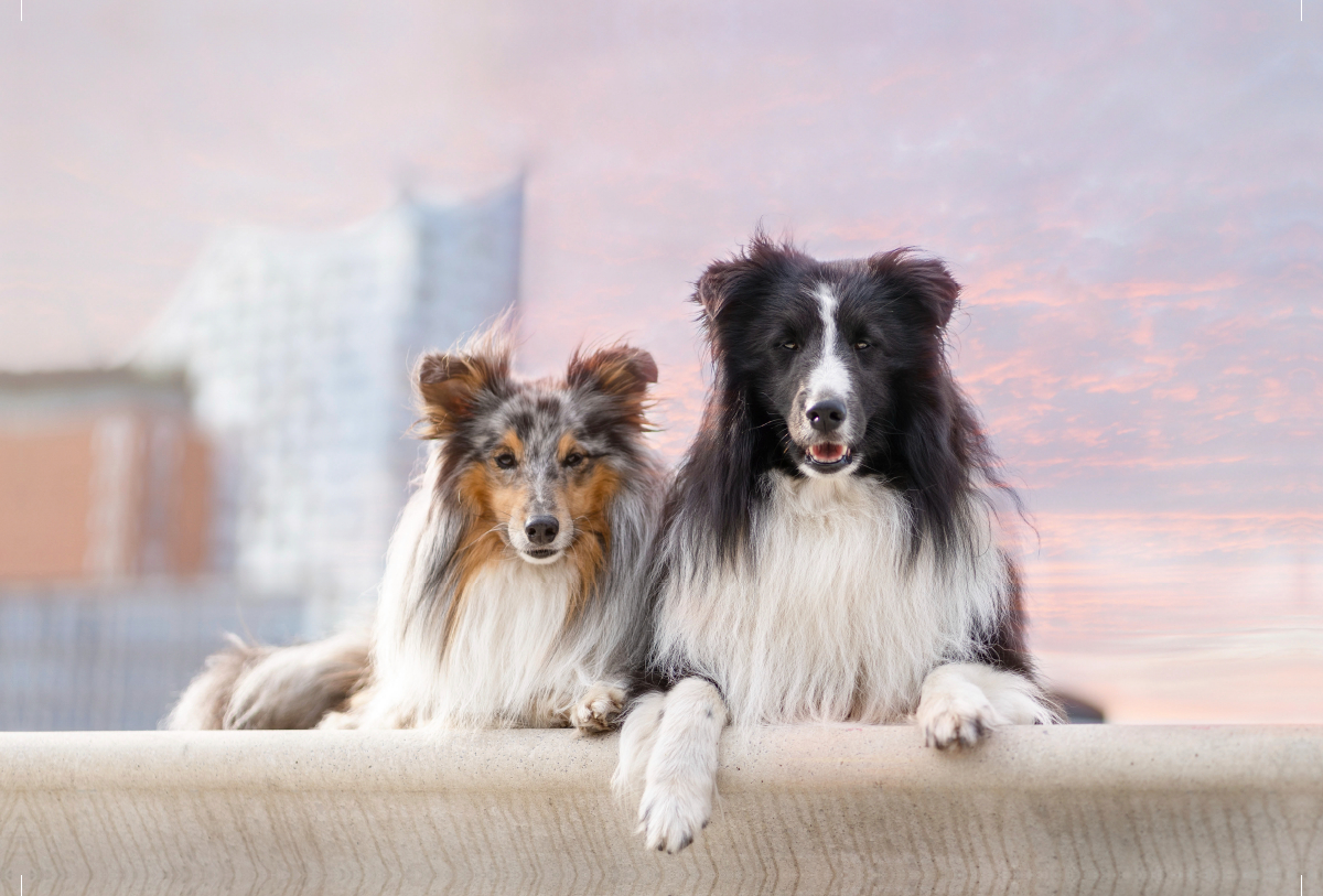 Ein Motiv aus dem Kalender Hamburger Hafencity - Unterwegs mit den Shelties Finn und Louis