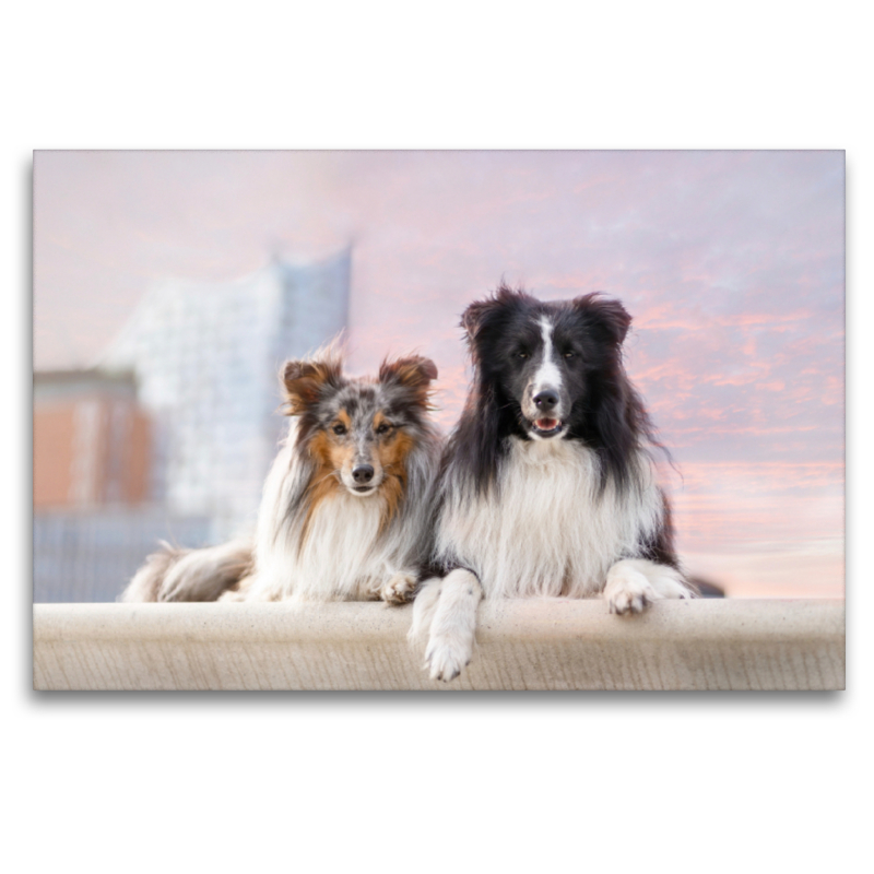 Ein Motiv aus dem Kalender Hamburger Hafencity - Unterwegs mit den Shelties Finn und Louis