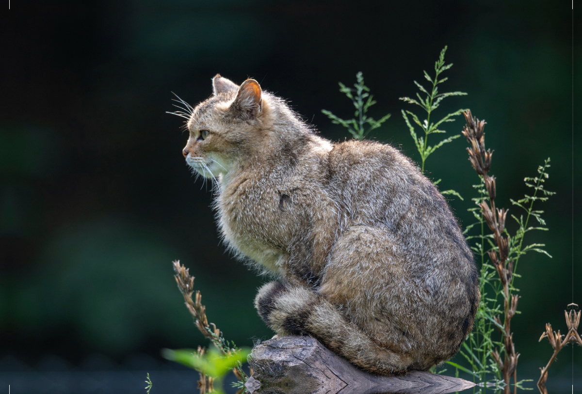 Eleganz und Schönheit - die Wildkatze.