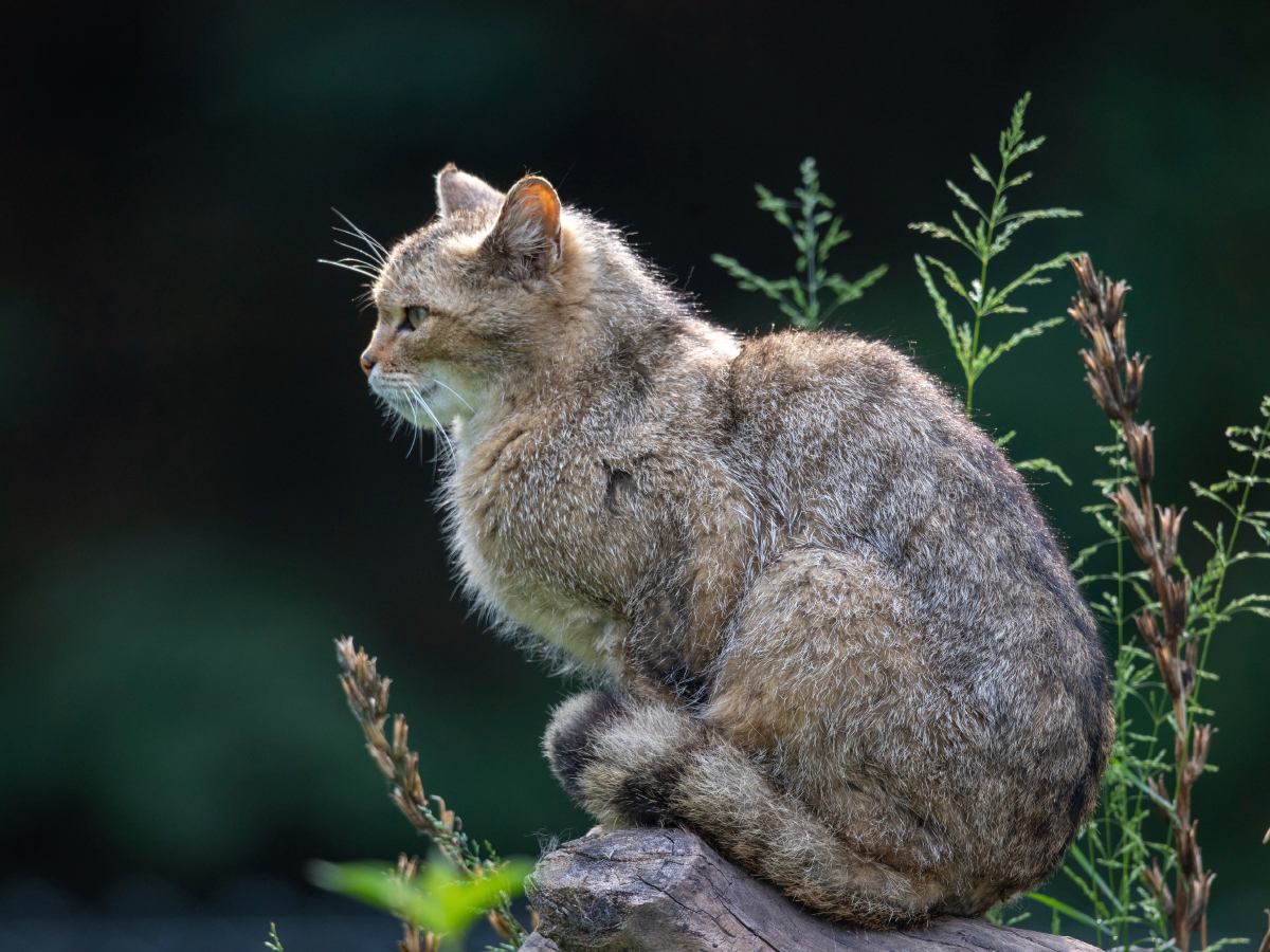 Eleganz und Schönheit - die Wildkatze.