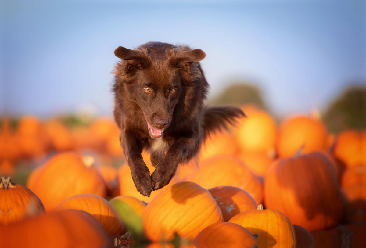 Australian Shepherd