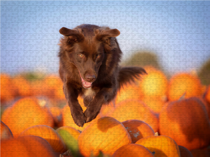 Australian Shepherd