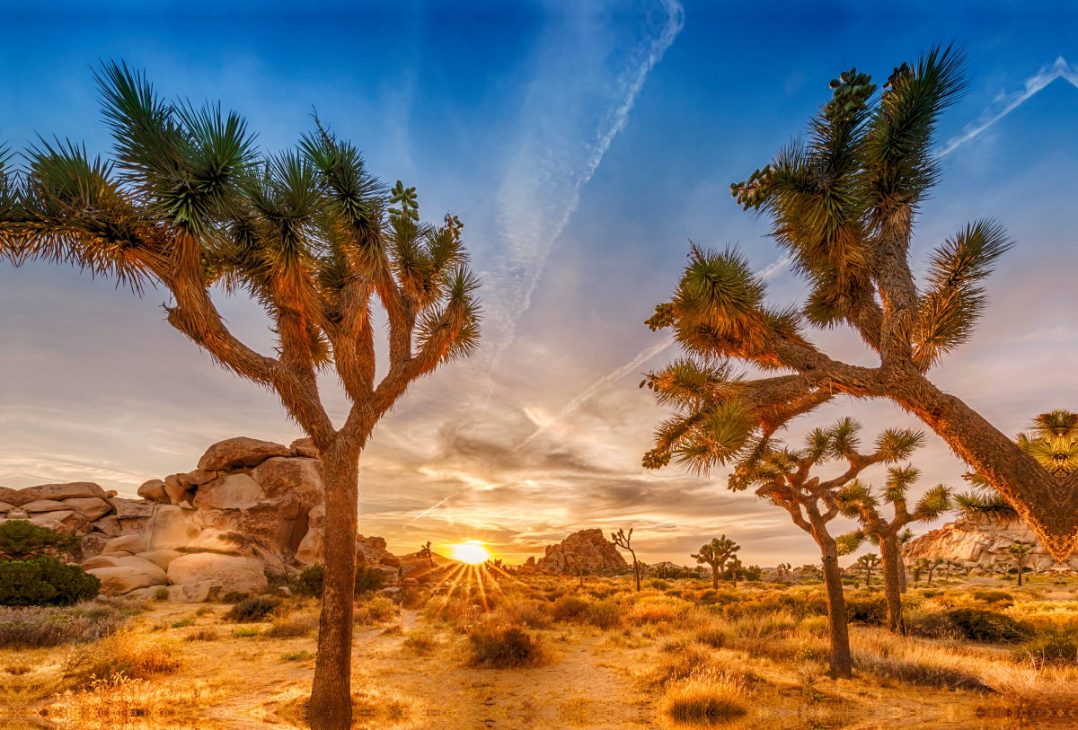 Herrlicher Sonnenuntergang im Joshua Tree National Park