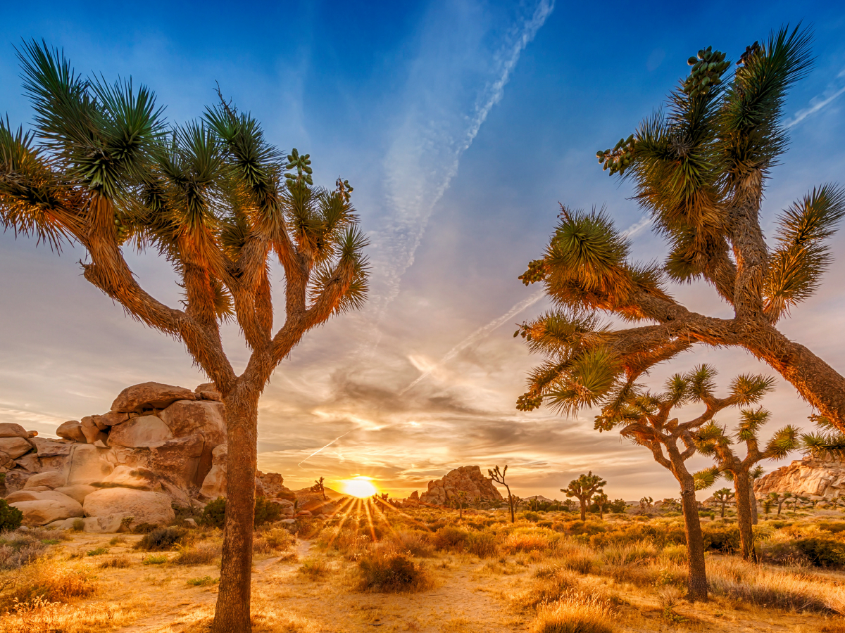 Herrlicher Sonnenuntergang im Joshua Tree National Park