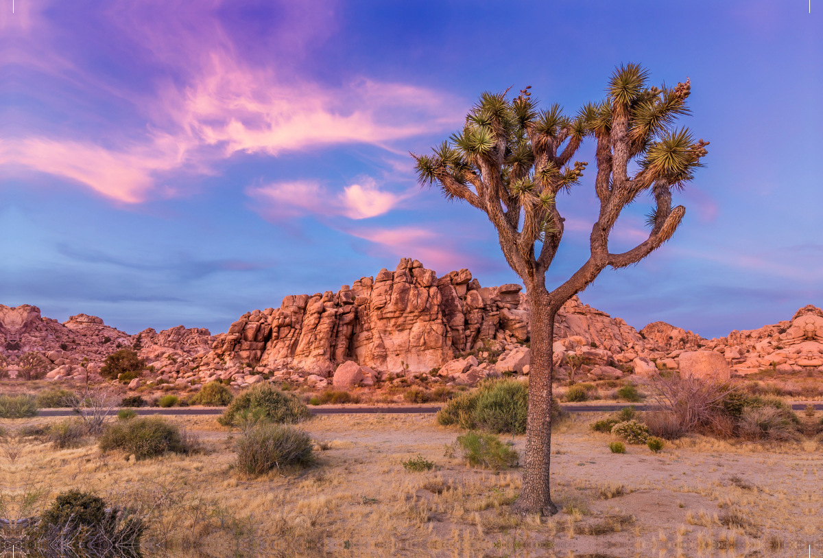 Joshua Tree im Abendlicht