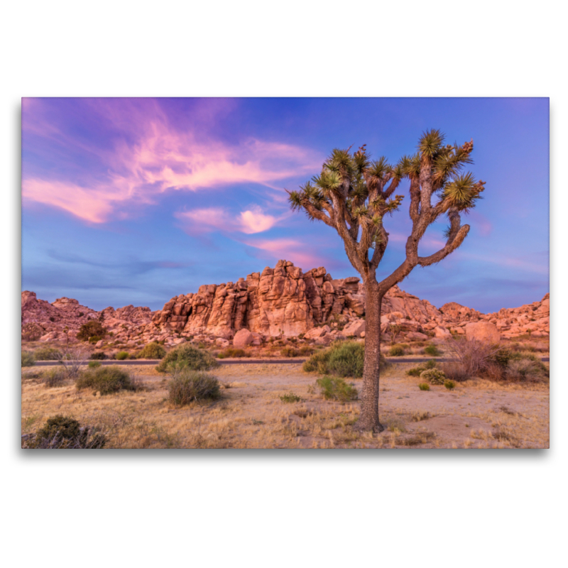 Joshua Tree im Abendlicht