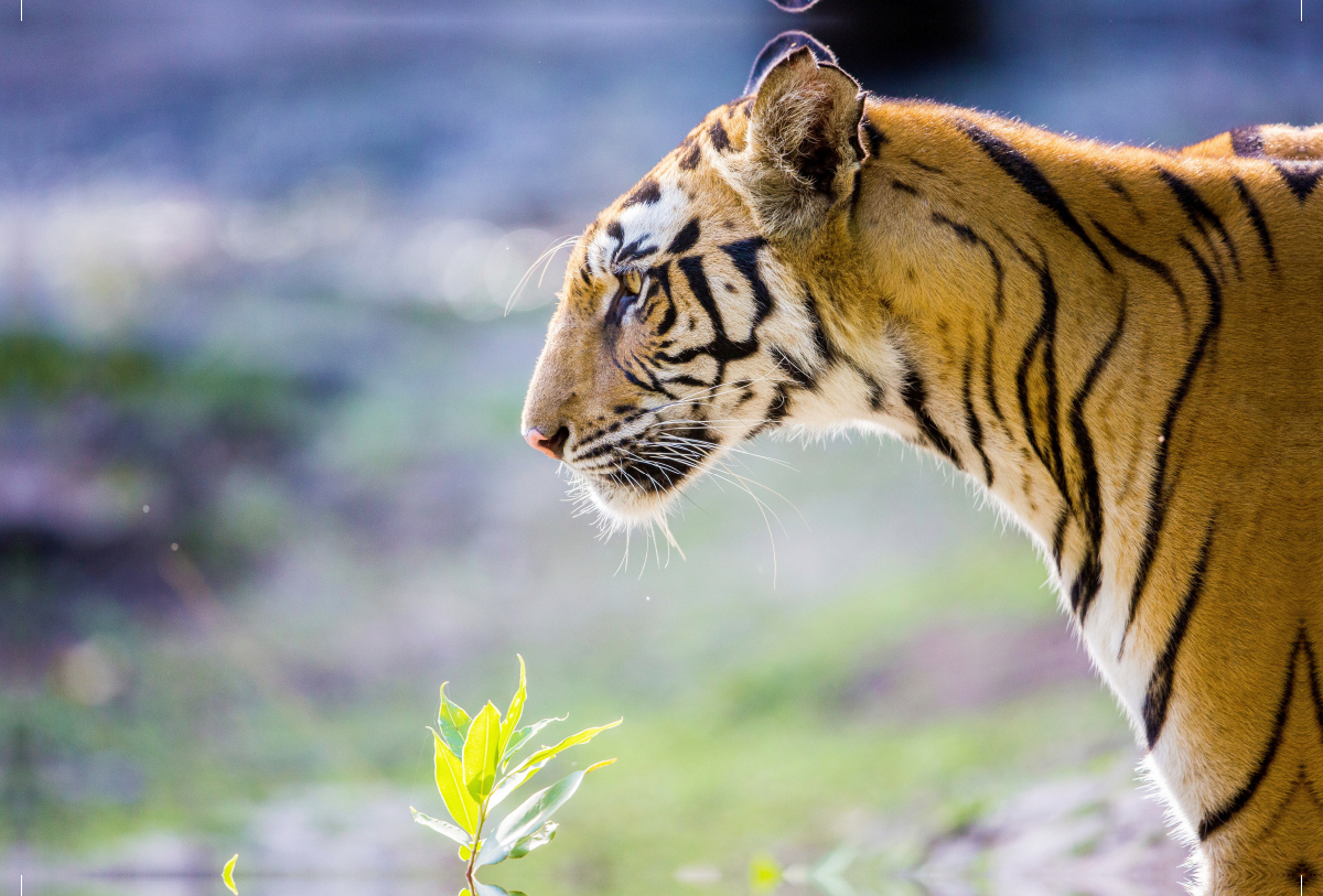 Ein Tiger macht nur bei jedem zehnten Versuch Beute.