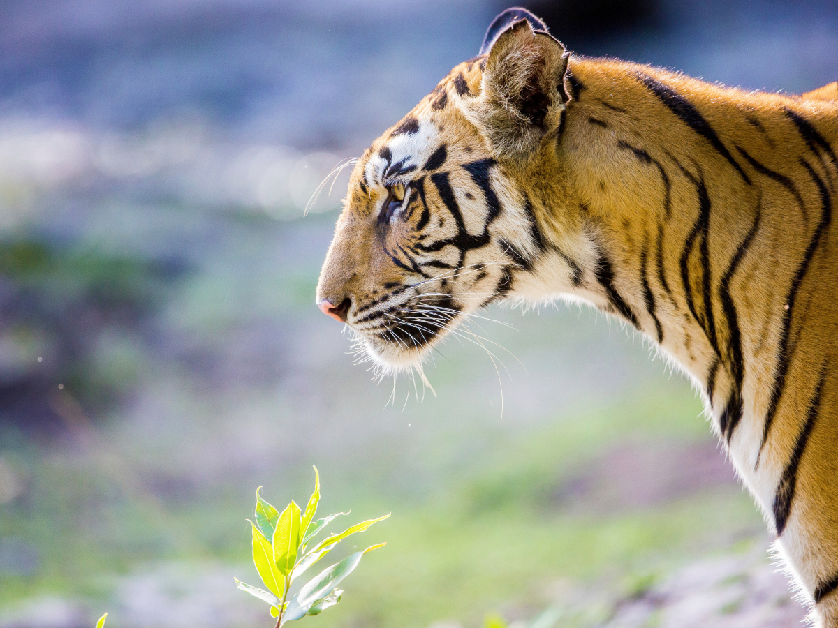 Ein Tiger macht nur bei jedem zehnten Versuch Beute.