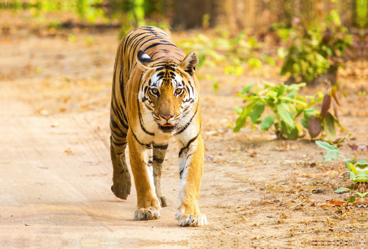 Bei der Jagd sind Tiger bis zu 60 km/h schnell.