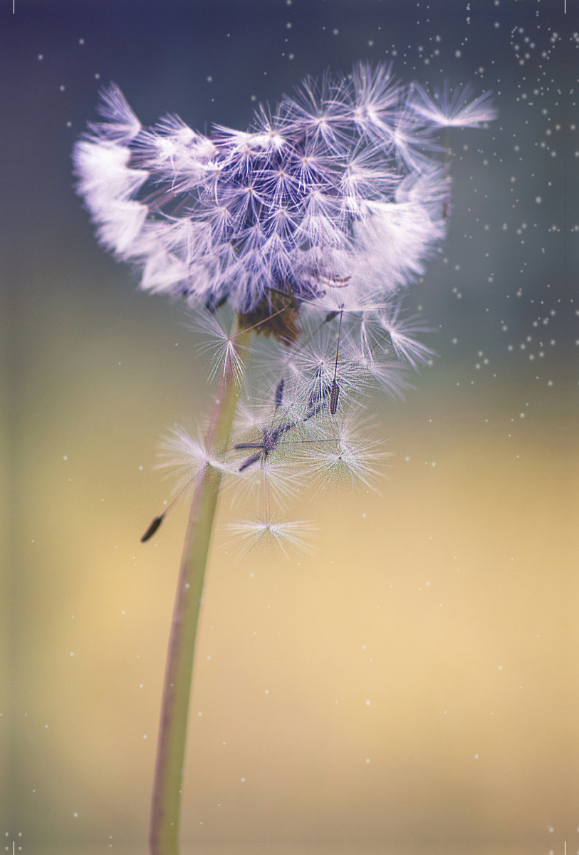 Pusteblume