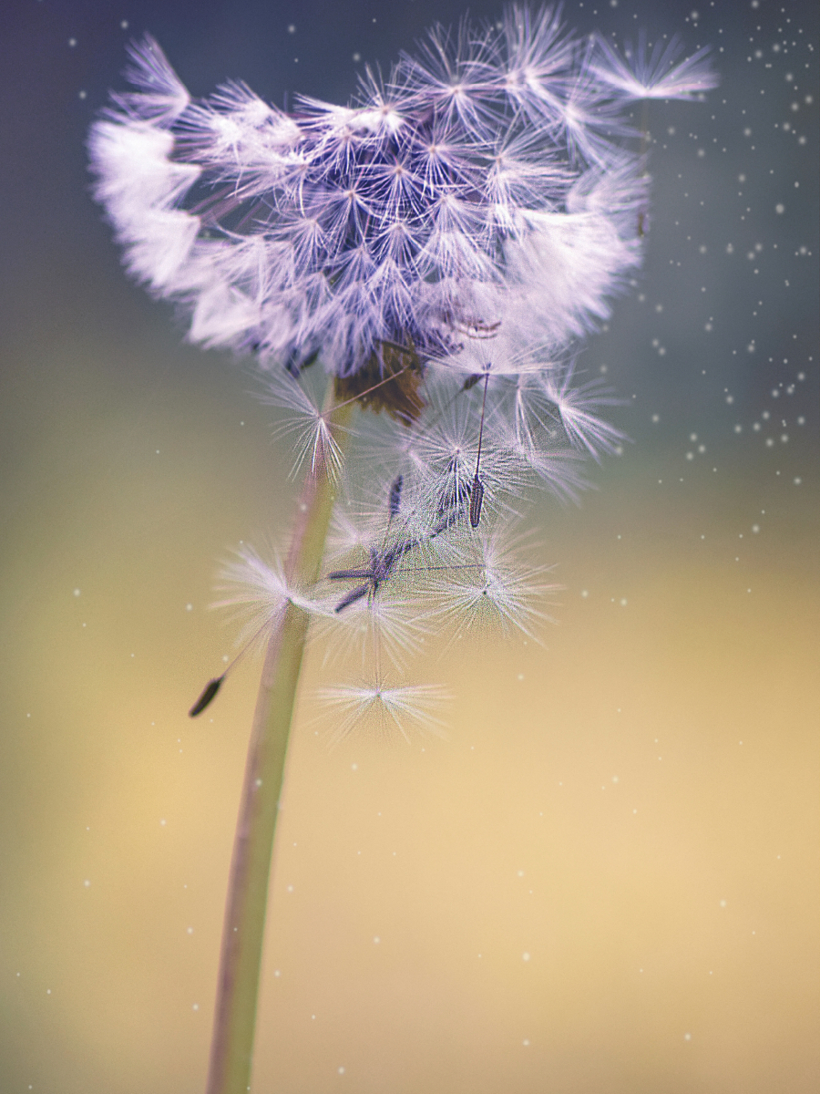 Pusteblume