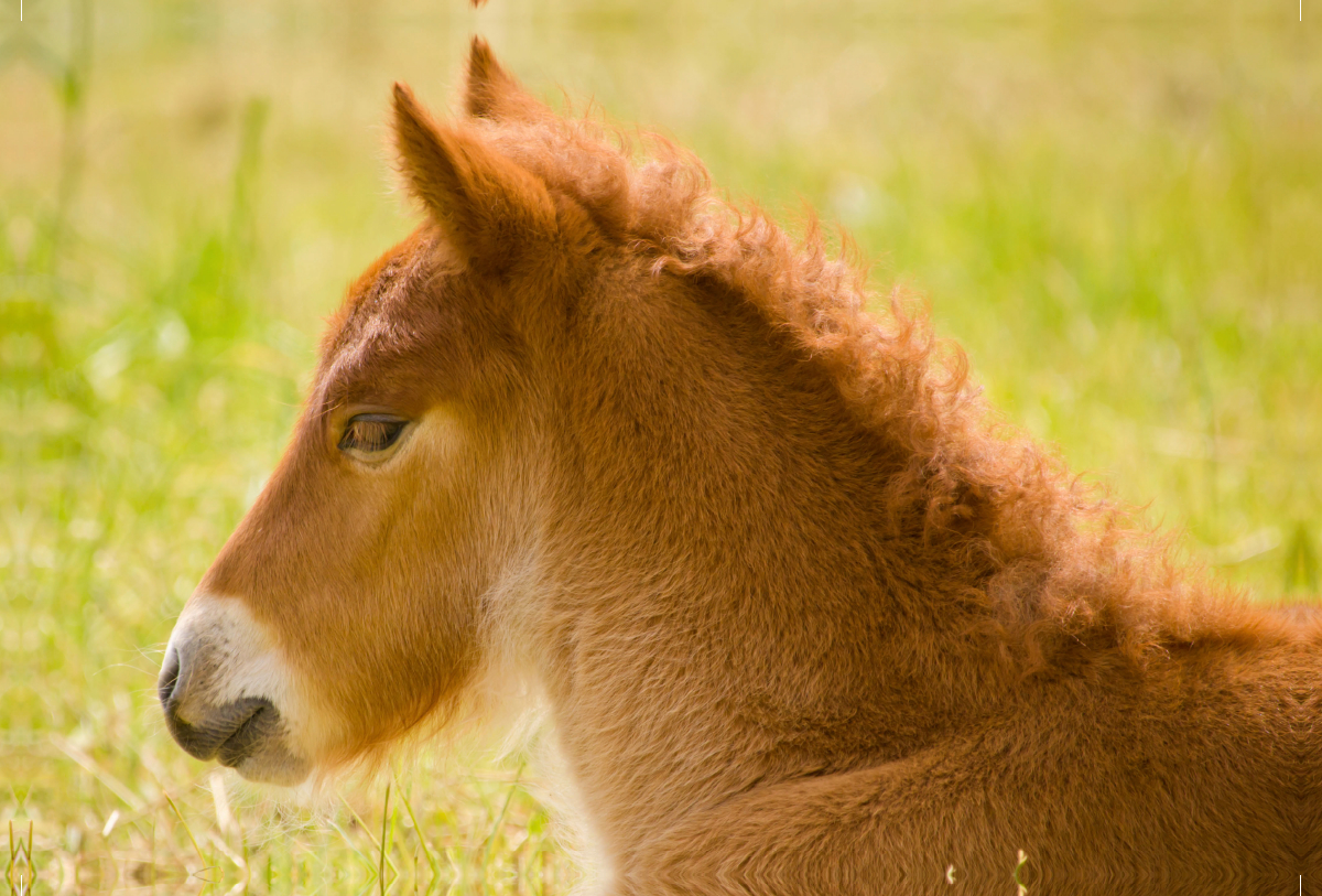 Flauschiges Fohlen liegt auf einer Wiese