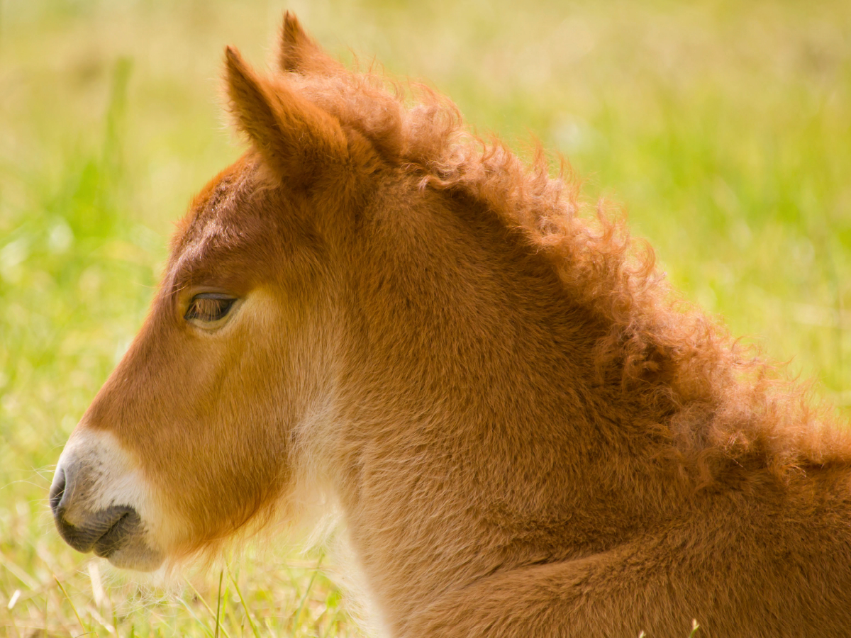 Flauschiges Fohlen liegt auf einer Wiese