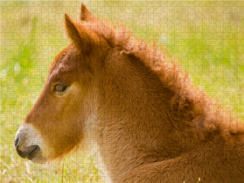 Flauschiges Fohlen liegt auf einer Wiese