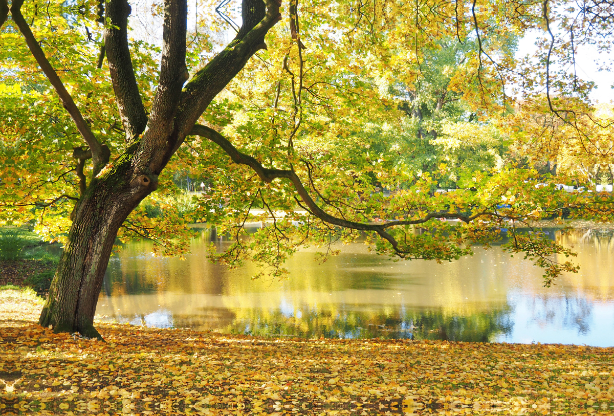 Herbstlicher Maschteich in Hannover