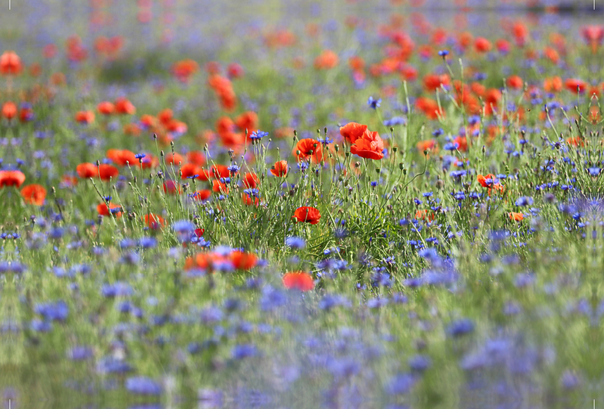 Klatschmohn und Kornblumen